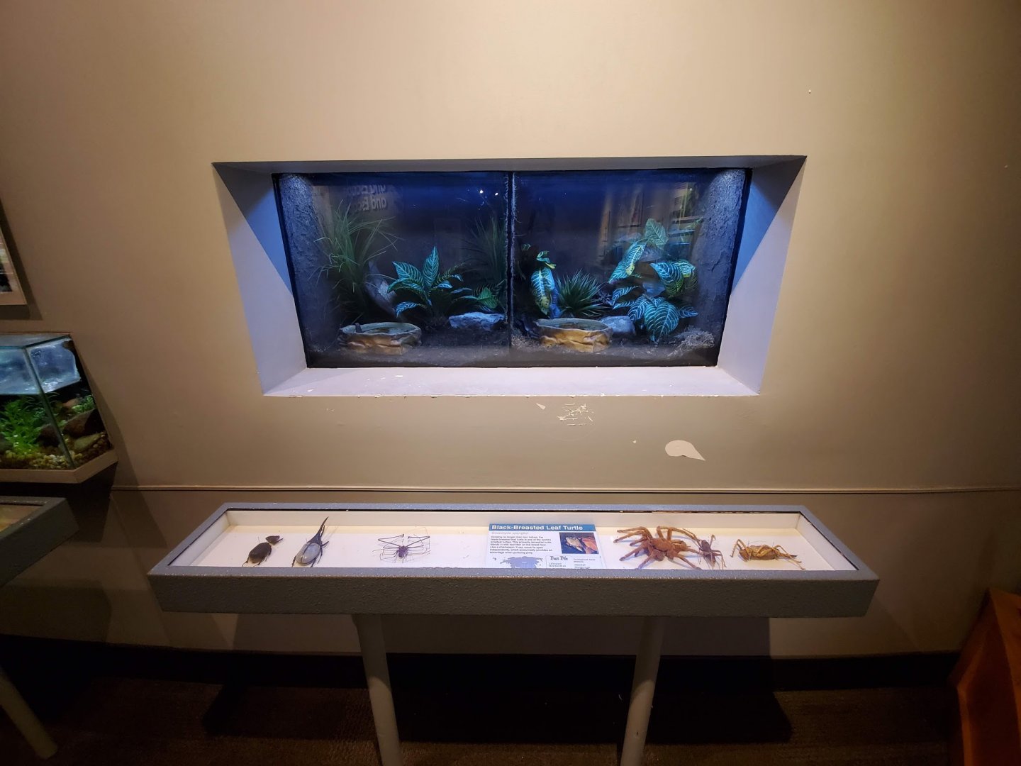 Aug. 2019 - World of the Insect - Black-breasted Leaf Turtle Exhibits