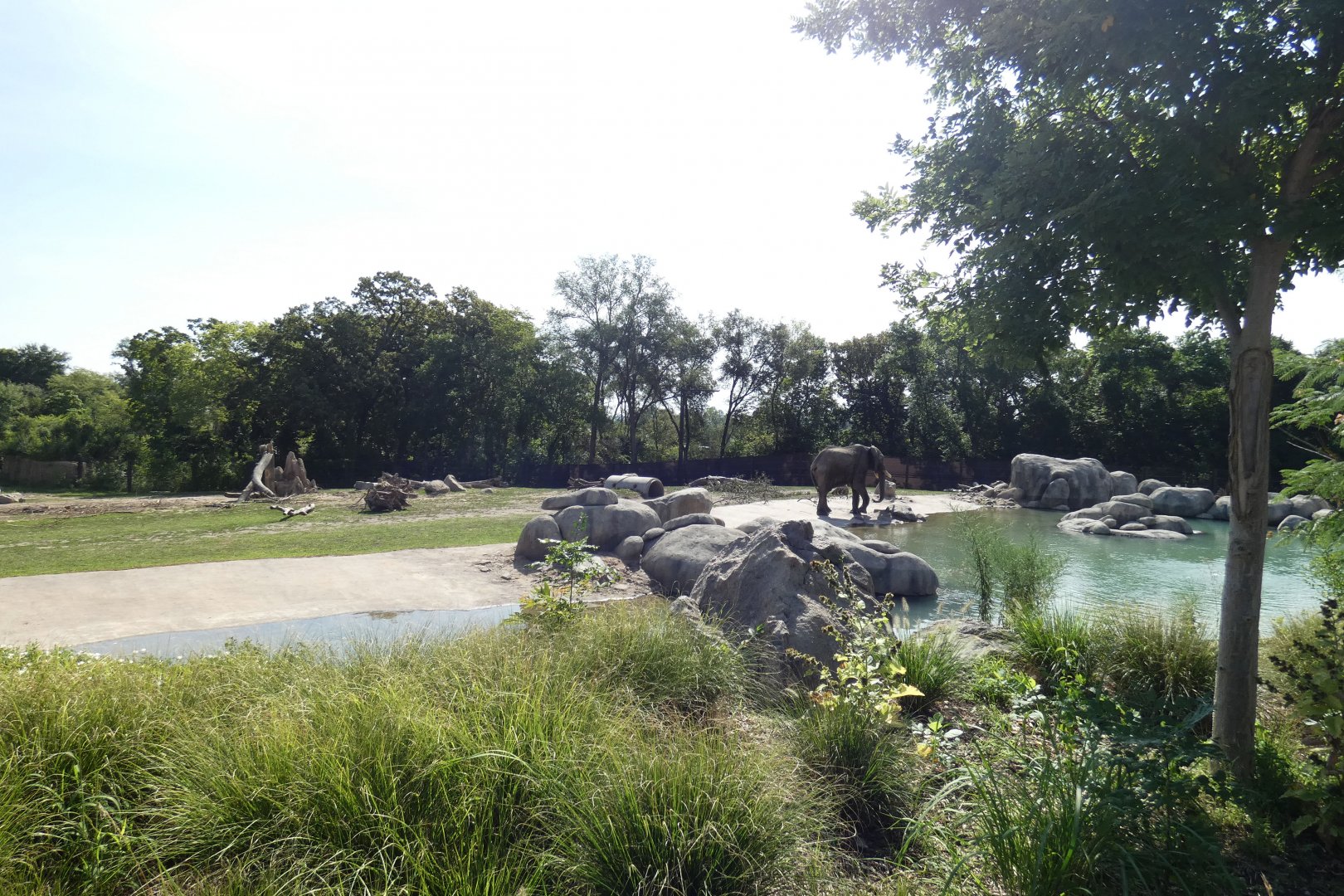 Aug. 2020 - African Grasslands - African Elephant/Plains Zebra/Impala Exhibit (3.25 Acres)