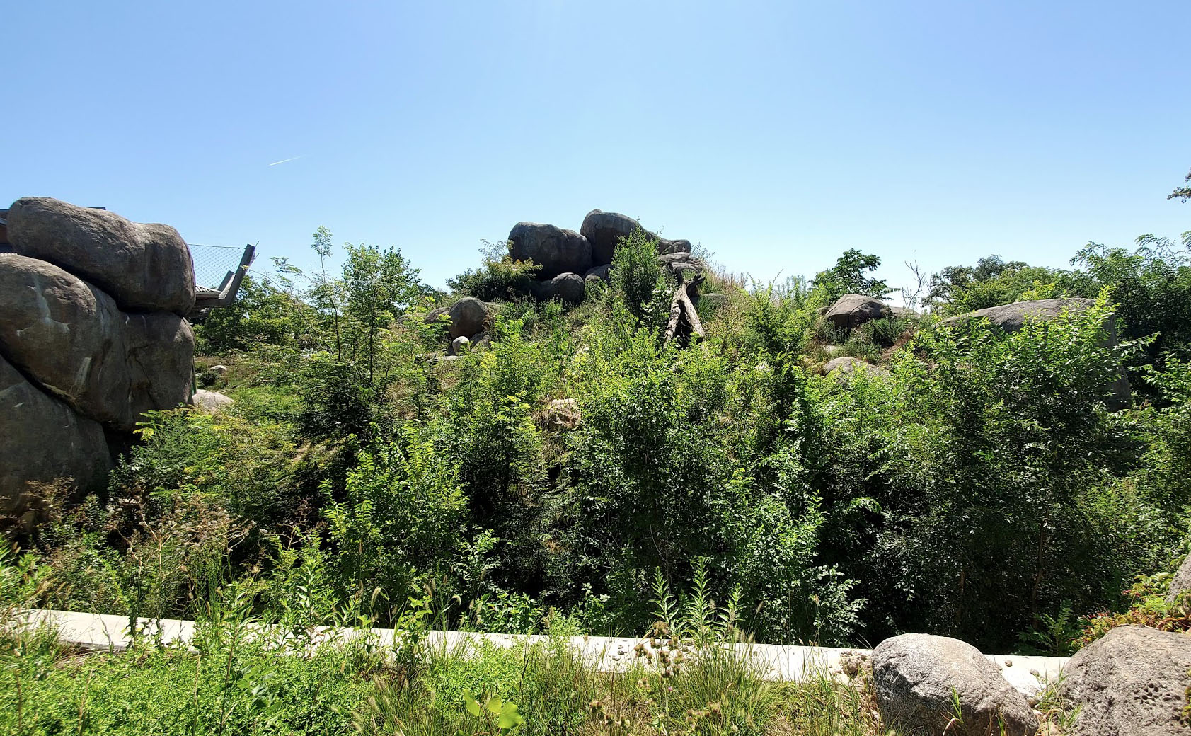 Aug. 2020 - African Grasslands - Lion Exhibit (Right Side)