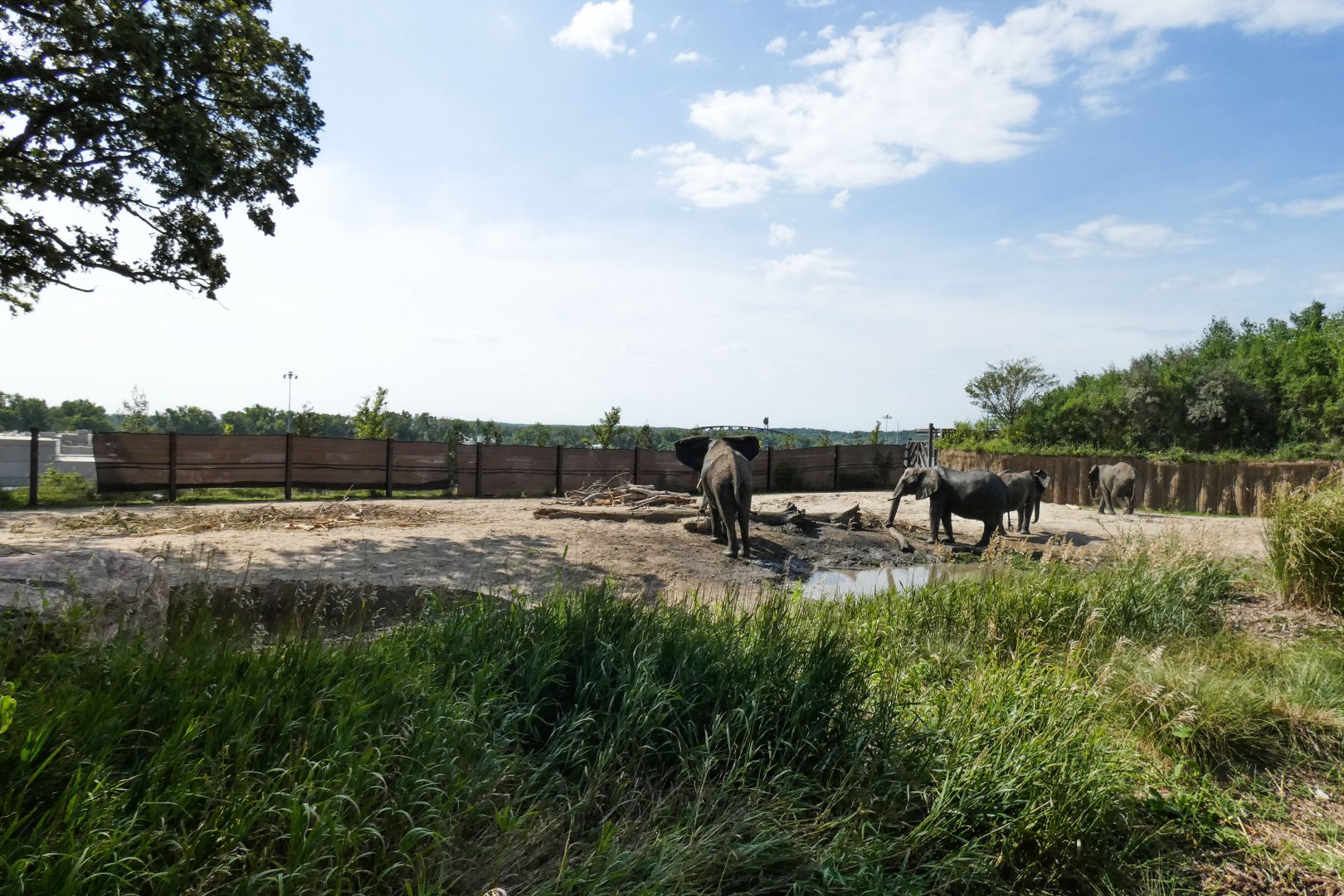 Aug. 2020 - African Grasslands - Right African Elephant Exhibit (0.75 Acres)