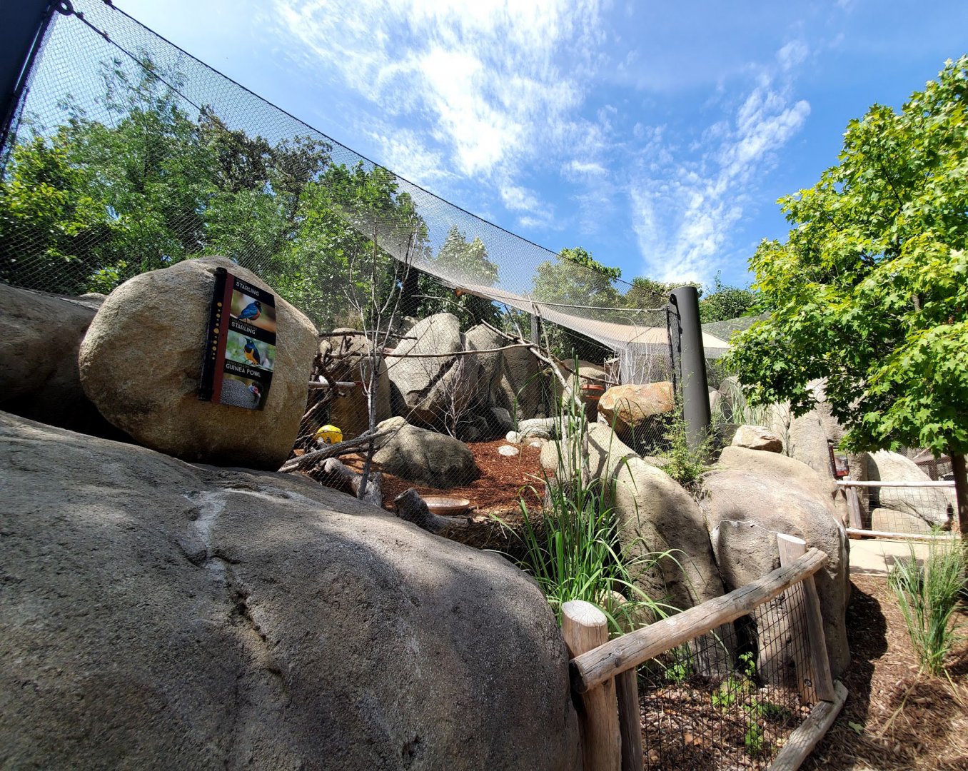 Aug. 2020 - African Grasslands - Rock Hyrax/Superb Starling/Golden-breasted Starling/Kenyan Crested Guineafowl Exhibit