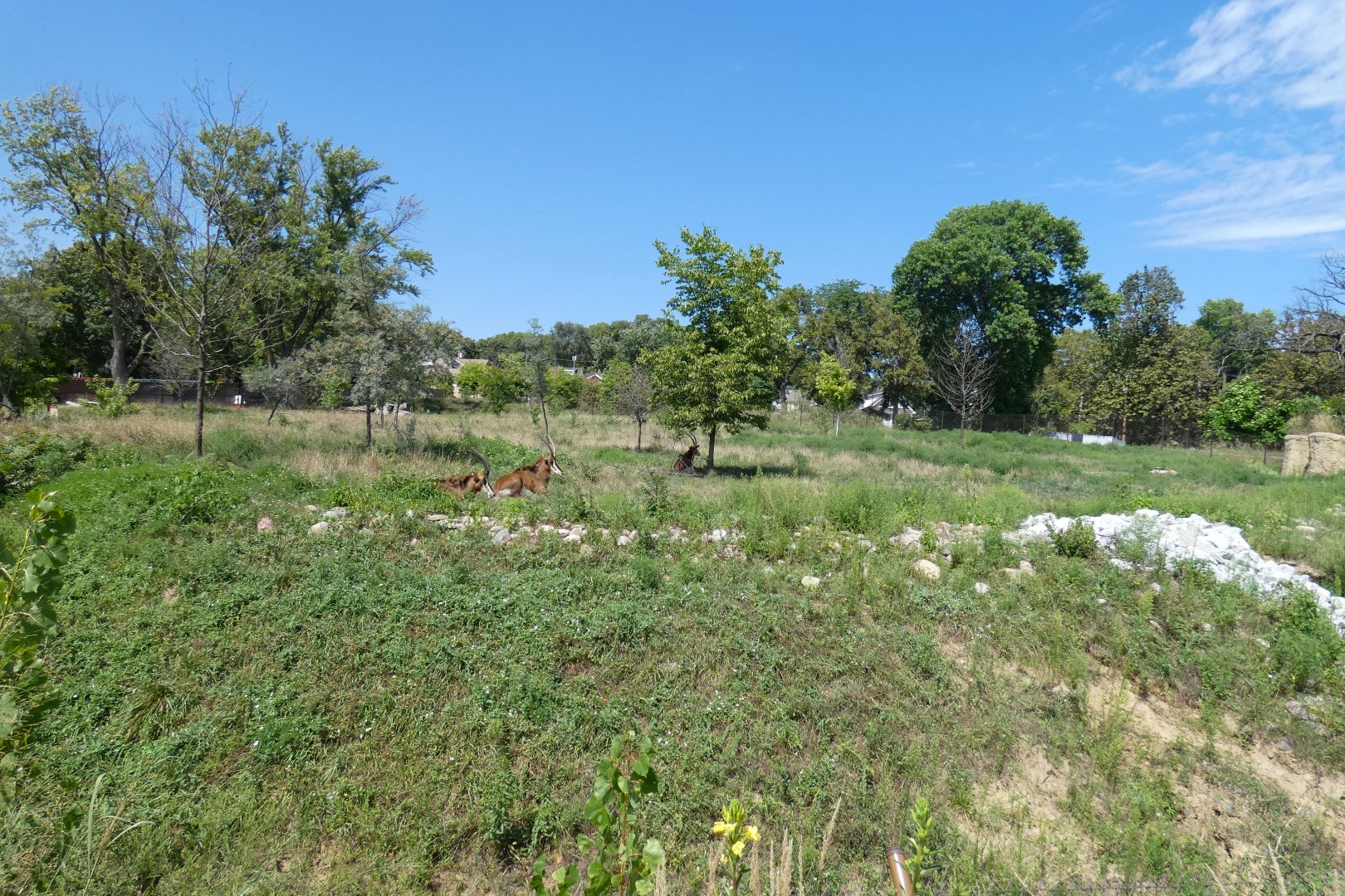 Aug. 2020 - African Grasslands - Sable Antelope Exhibit