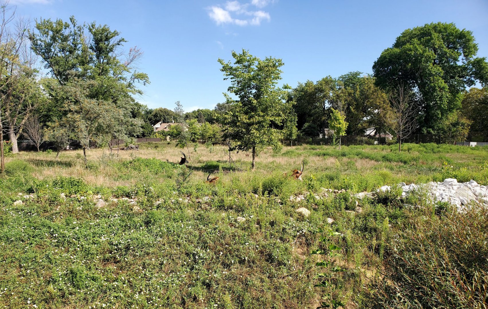 Aug. 2020 - African Grasslands - Sable Antelope Exhibit