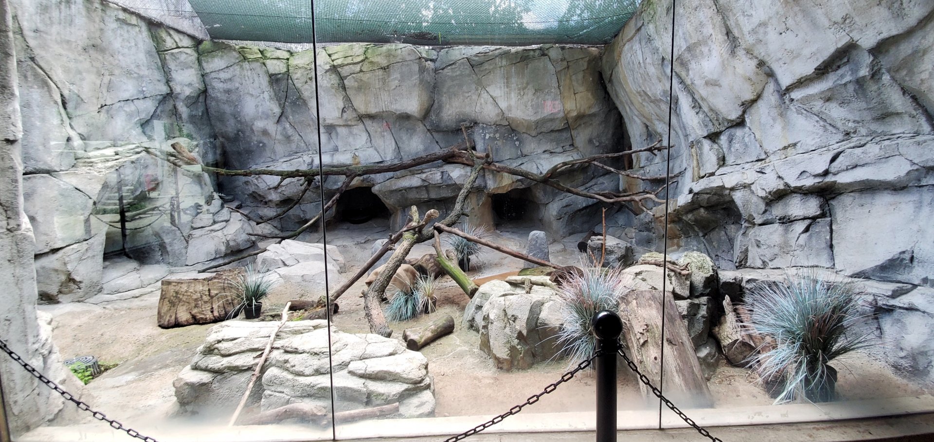 Aug. 2020 - Asia Quest - Pallas' Cat Exhibit