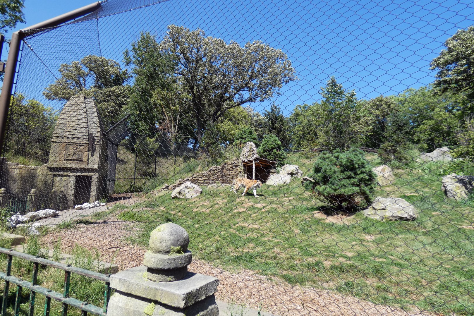 Aug. 2020 - Asian Highlands - Amur Tiger Exhibit