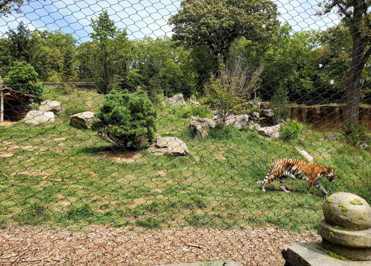 Aug. 2020 - Asian Highlands - Amur Tiger Exhibit