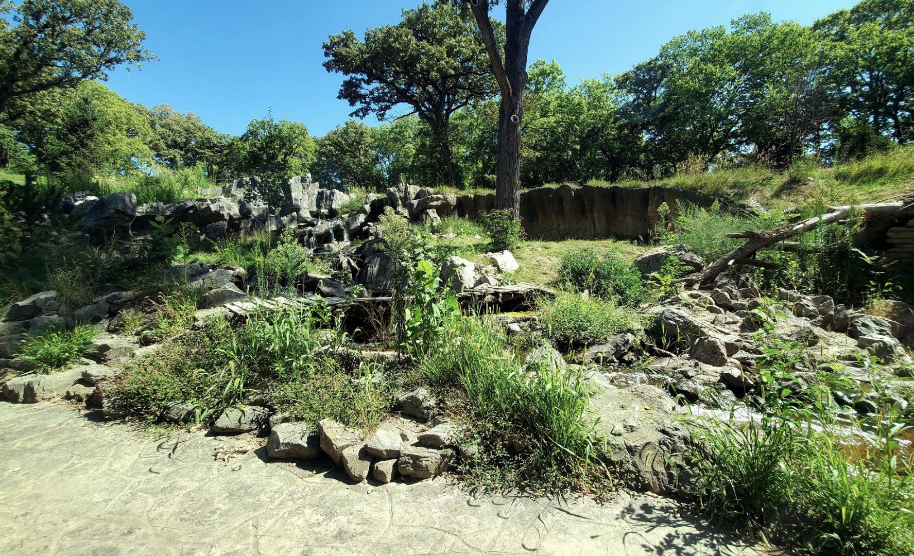 Aug. 2020 - Asian Highlands - Amur Tiger Exhibit