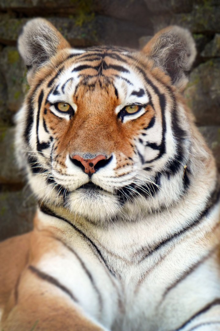 Aug. 2020 - Asian Highlands - Amur Tiger