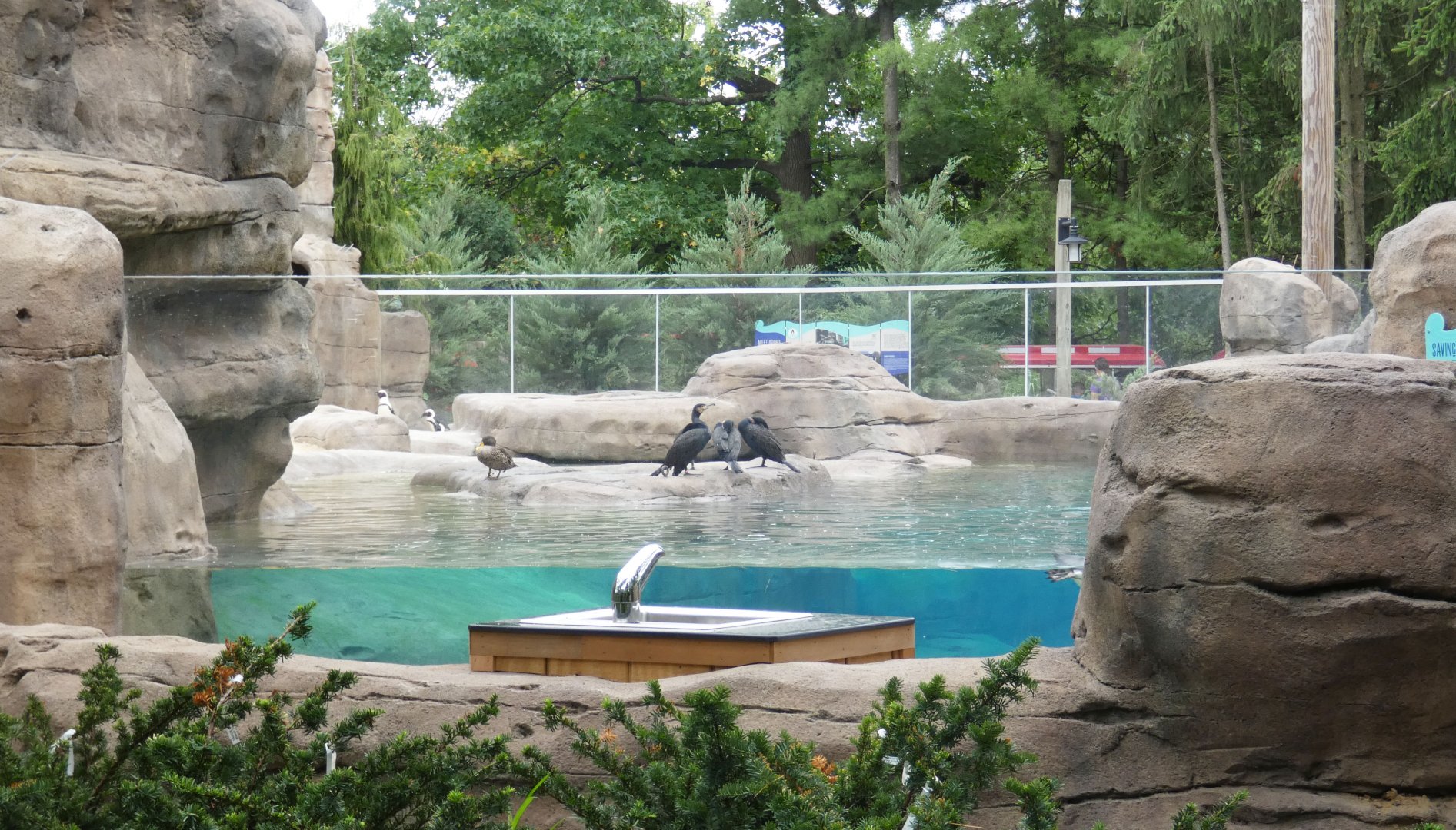 Aug. 2020 Coming Soon! - Penguin Point (Former Sea Lion Exhibit)