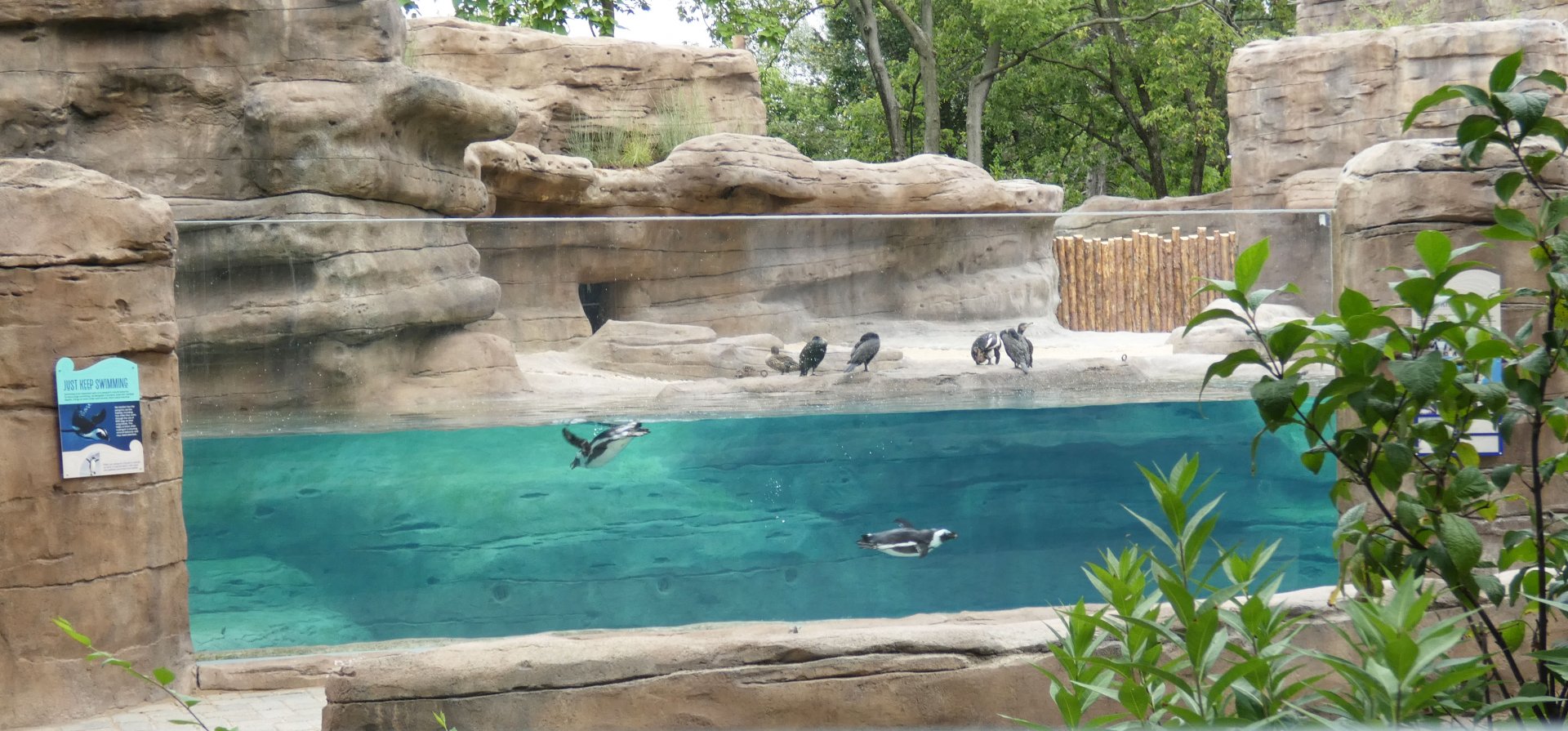 Aug. 2020 Coming Soon! - Penguin Point (Former Sea Lion Exhibit)
