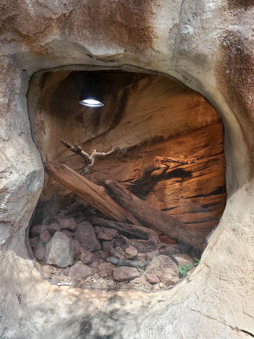 Aug. 2020 - Desert Dome - Australia's Red Center - Cunningham's Skink Exhibit