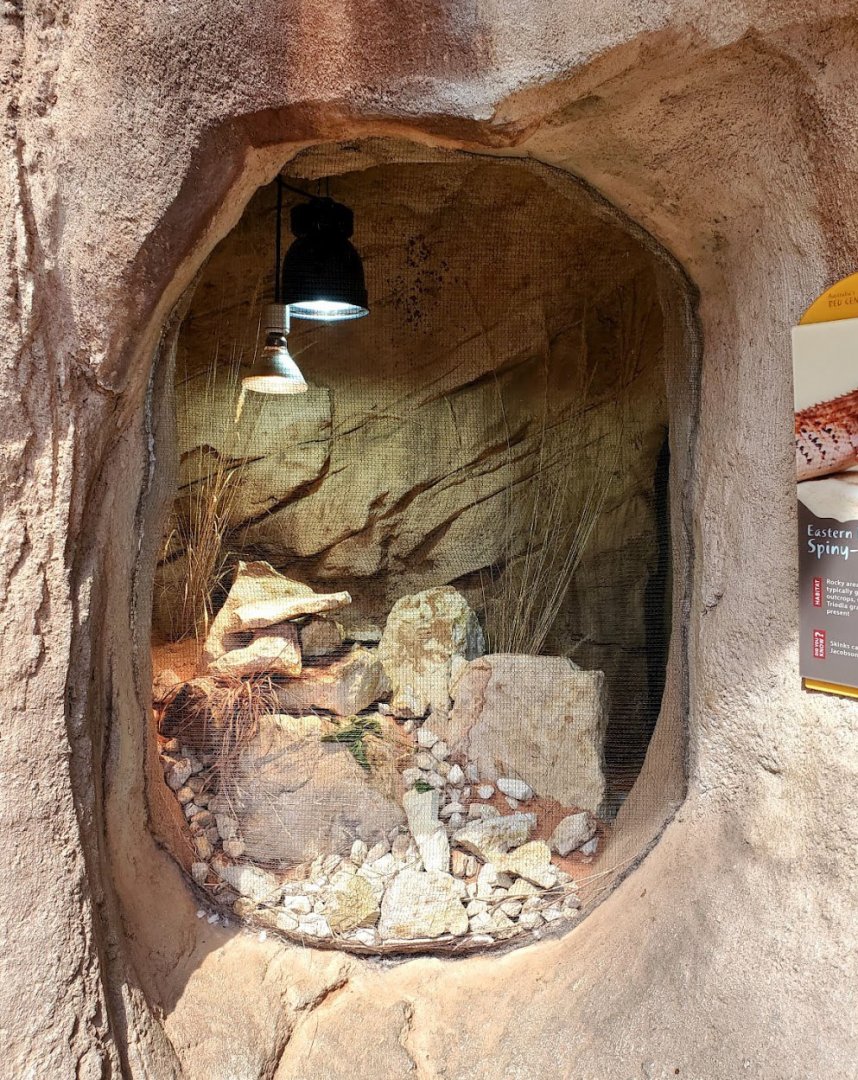 Aug. 2020 - Desert Dome - Australia's Red Center - Eastern Pilbara Spiny-tailed Skink Exhibit