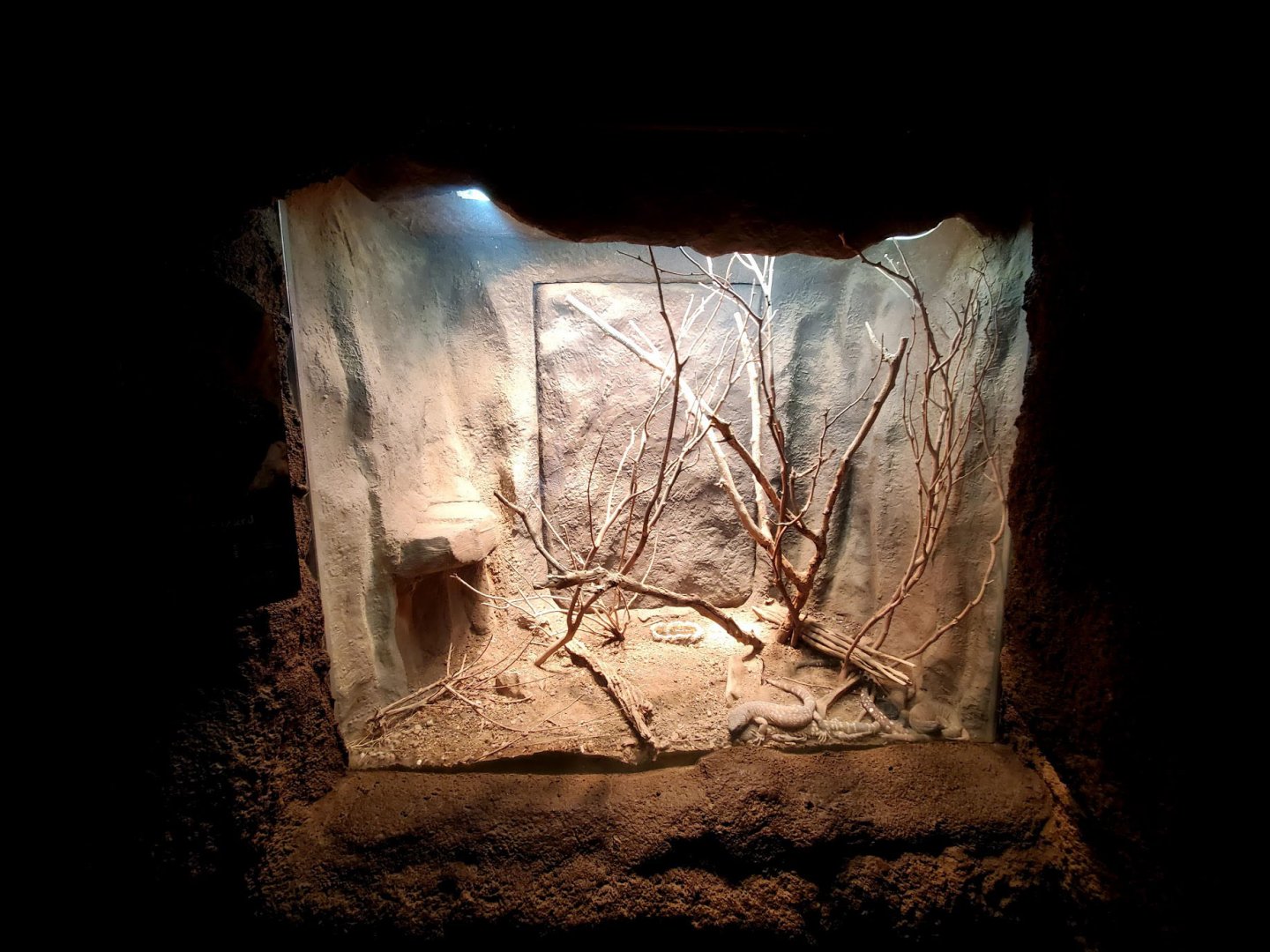 Aug. 2020 - Desert Dome - Beaded Lizard Exhibit