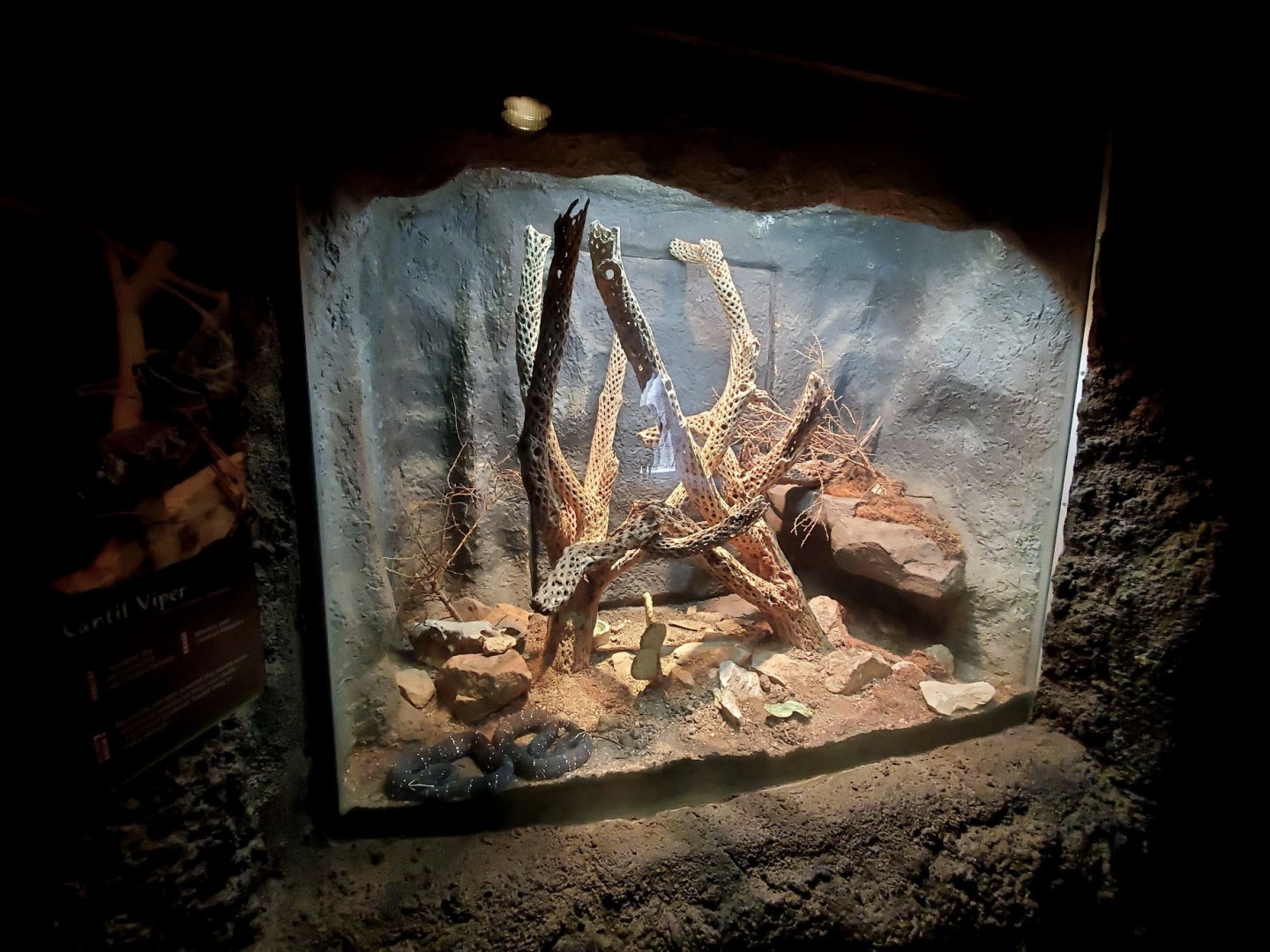 Aug. 2020 - Desert Dome - Cantil Viper Exhibit