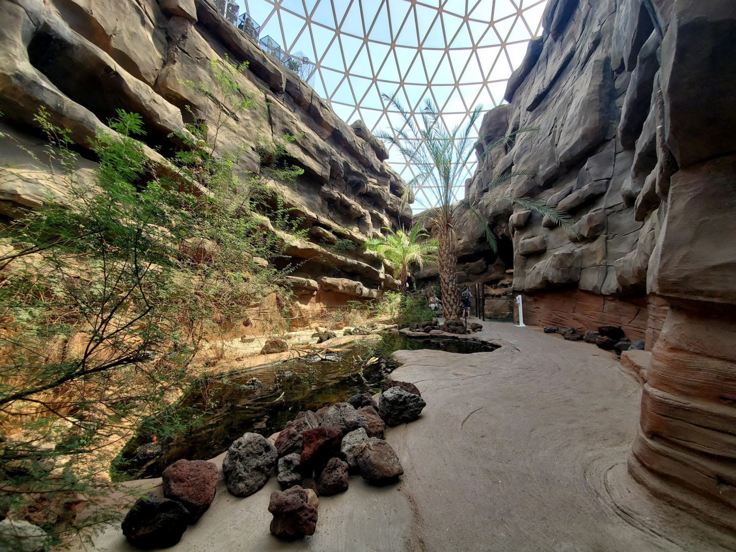 Aug. 2020 - Desert Dome - Namib Desert - Barrierless Teal Exhibit (4 Species)