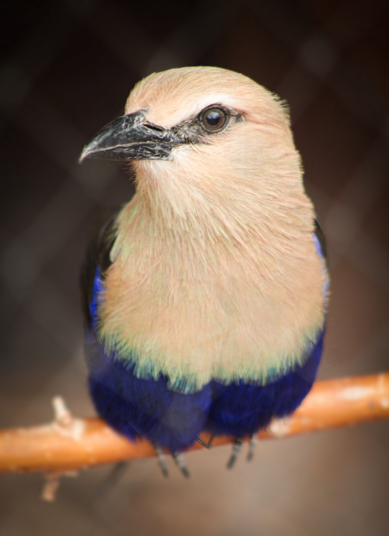 Aug. 2020 - Desert Dome - Namib Desert - Blue-bellied Roller