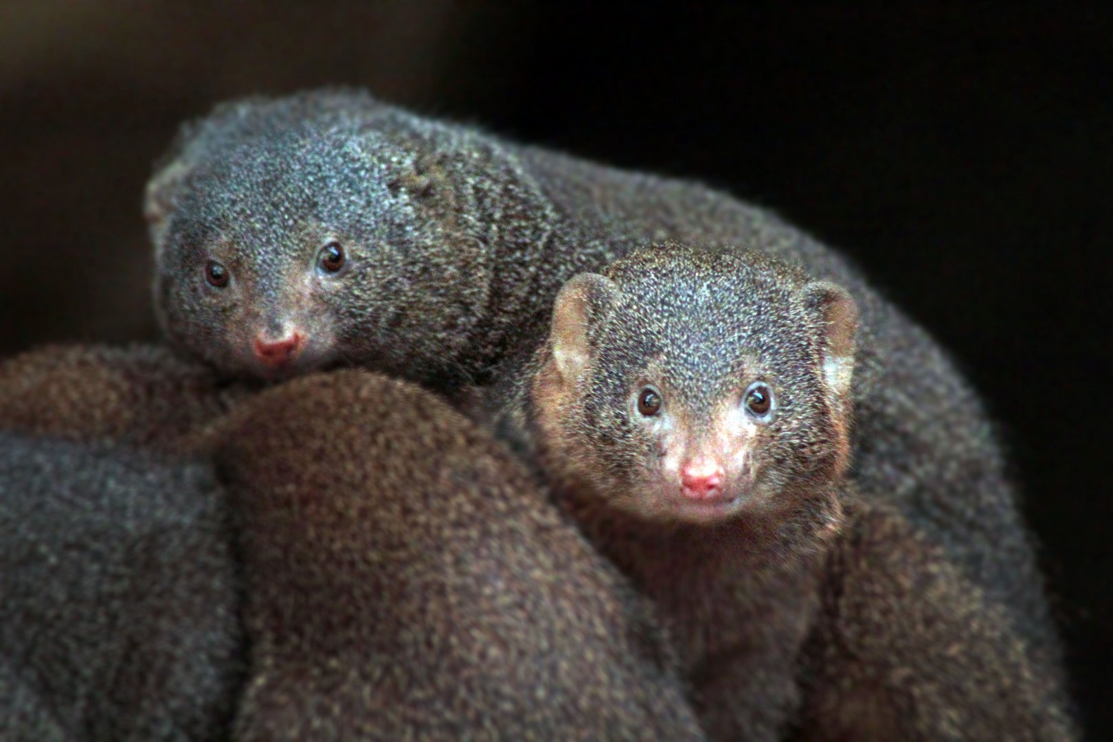 Aug. 2020 - Desert Dome - Namib Desert - Dwarf Mongooses