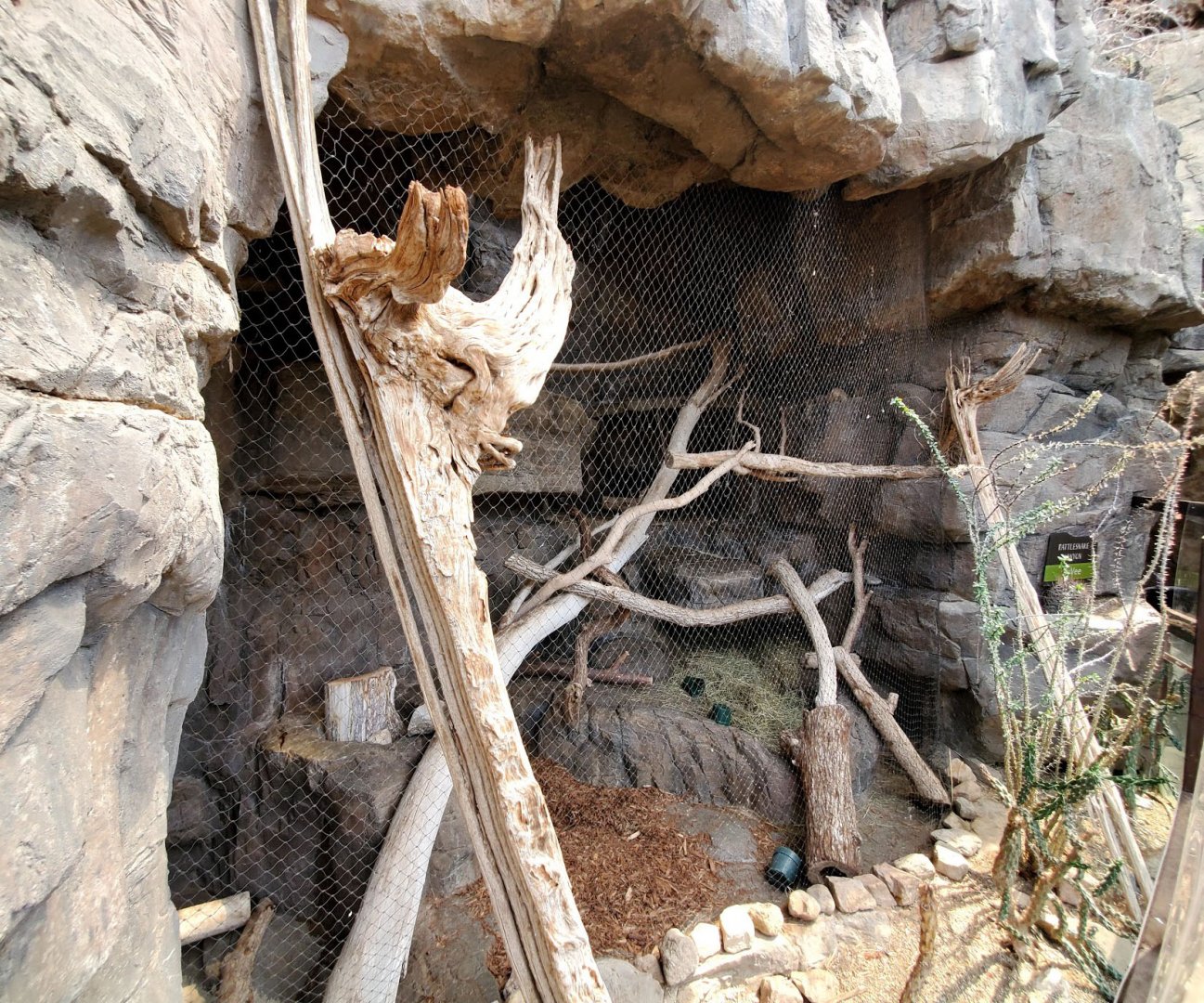 Aug. 2020 - Desert Dome - Sonoran Desert - Bobcat Exhibit