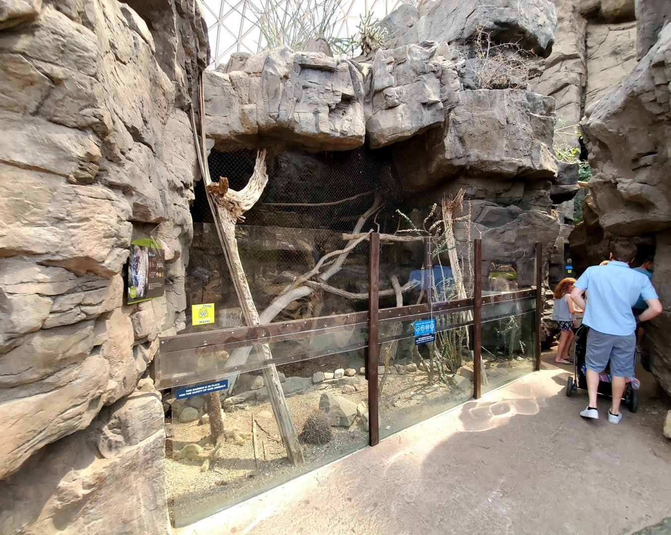 Aug. 2020 - Desert Dome - Sonoran Desert - Bobcat Exhibit