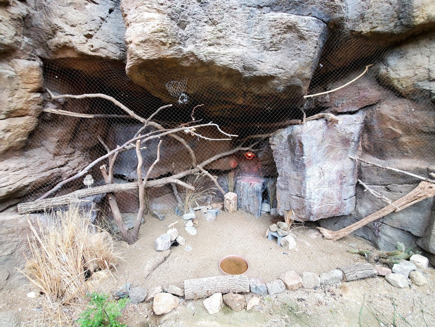 Aug. 2020 - Desert Dome - Sonoran Desert - Burrowing Owl Exhibit