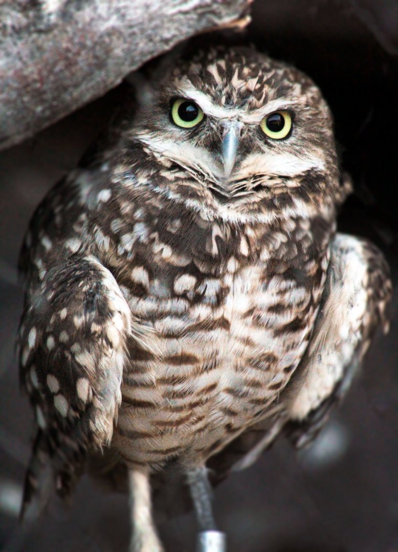 Aug. 2020 - Desert Dome - Sonoran Desert - Burrowing Owl