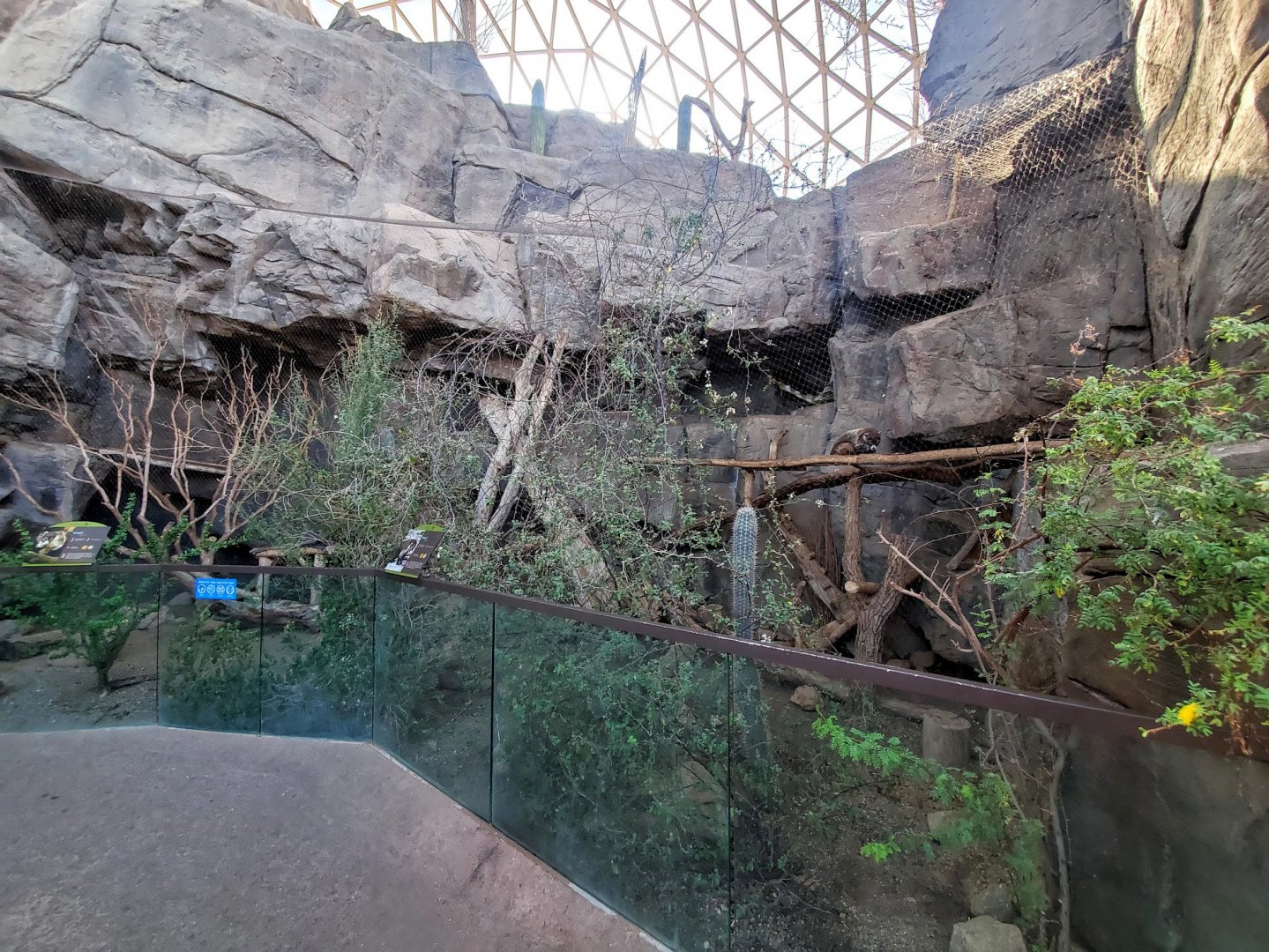 Aug. 2020 - Desert Dome - Sonoran Desert - Coati Exhibit