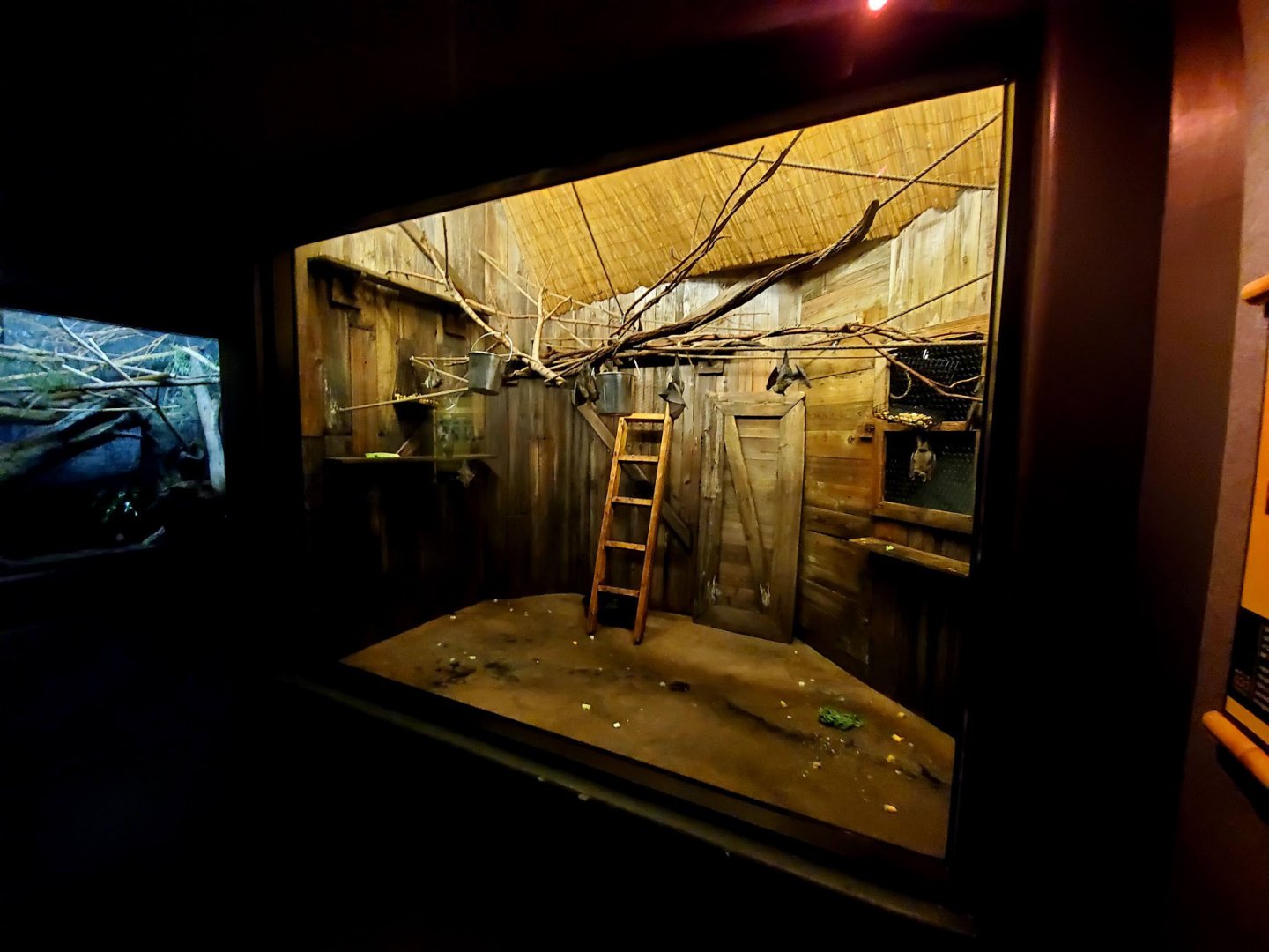 Aug. 2020 - Expedition Madagascar - Straw-colored Fruit Bat