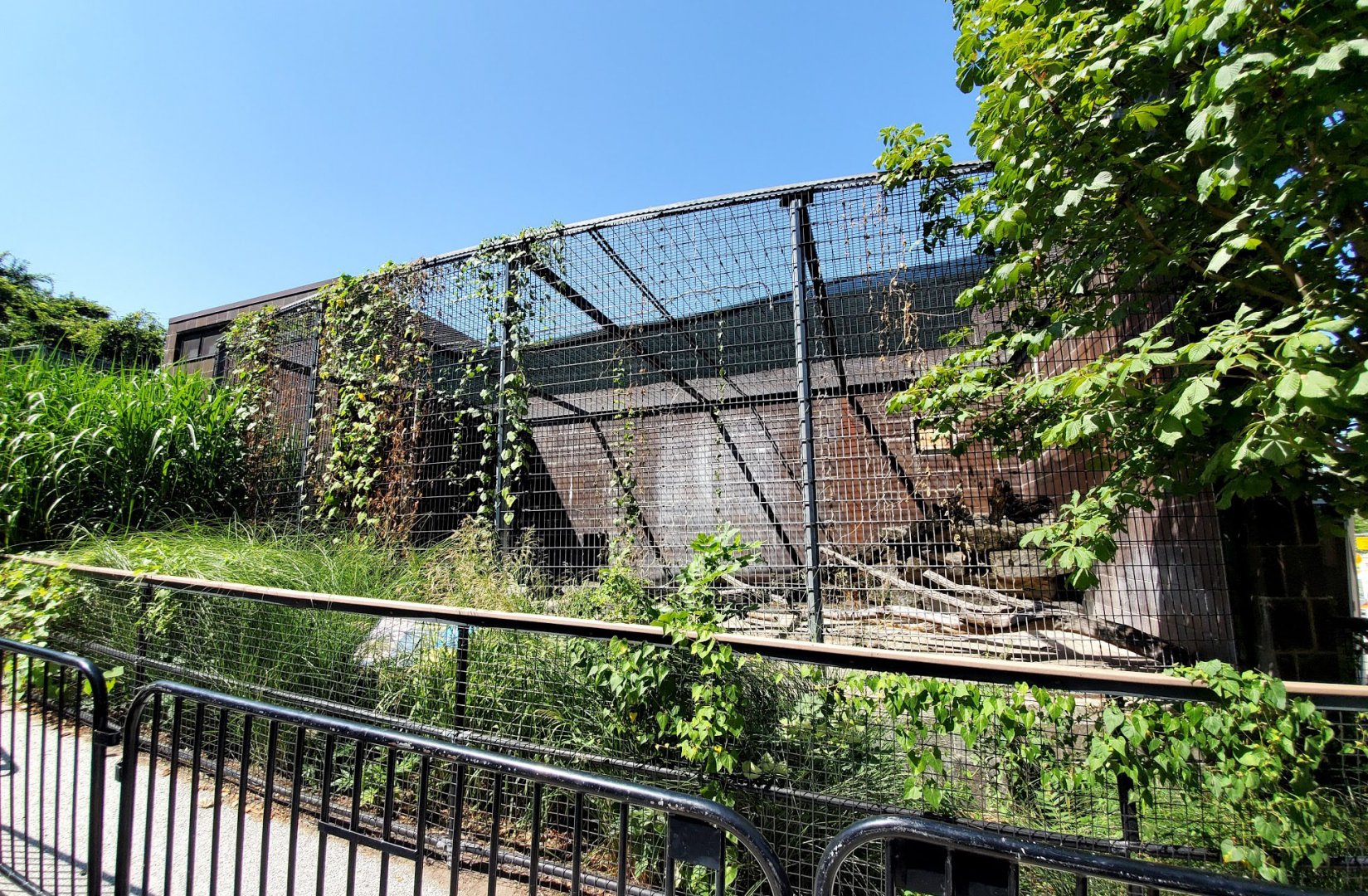 Aug. 2020 - Former Cat Complex - African Crested Porcupine Exhibit