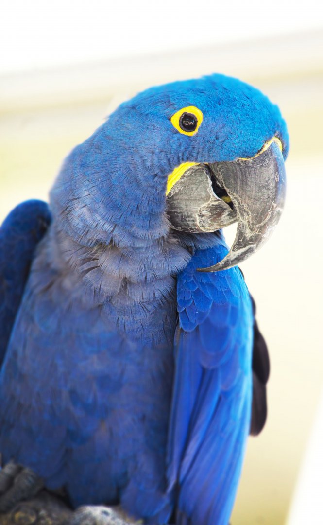 Aug. 2020 - Garden of the Senses - Hyacinth Macaw