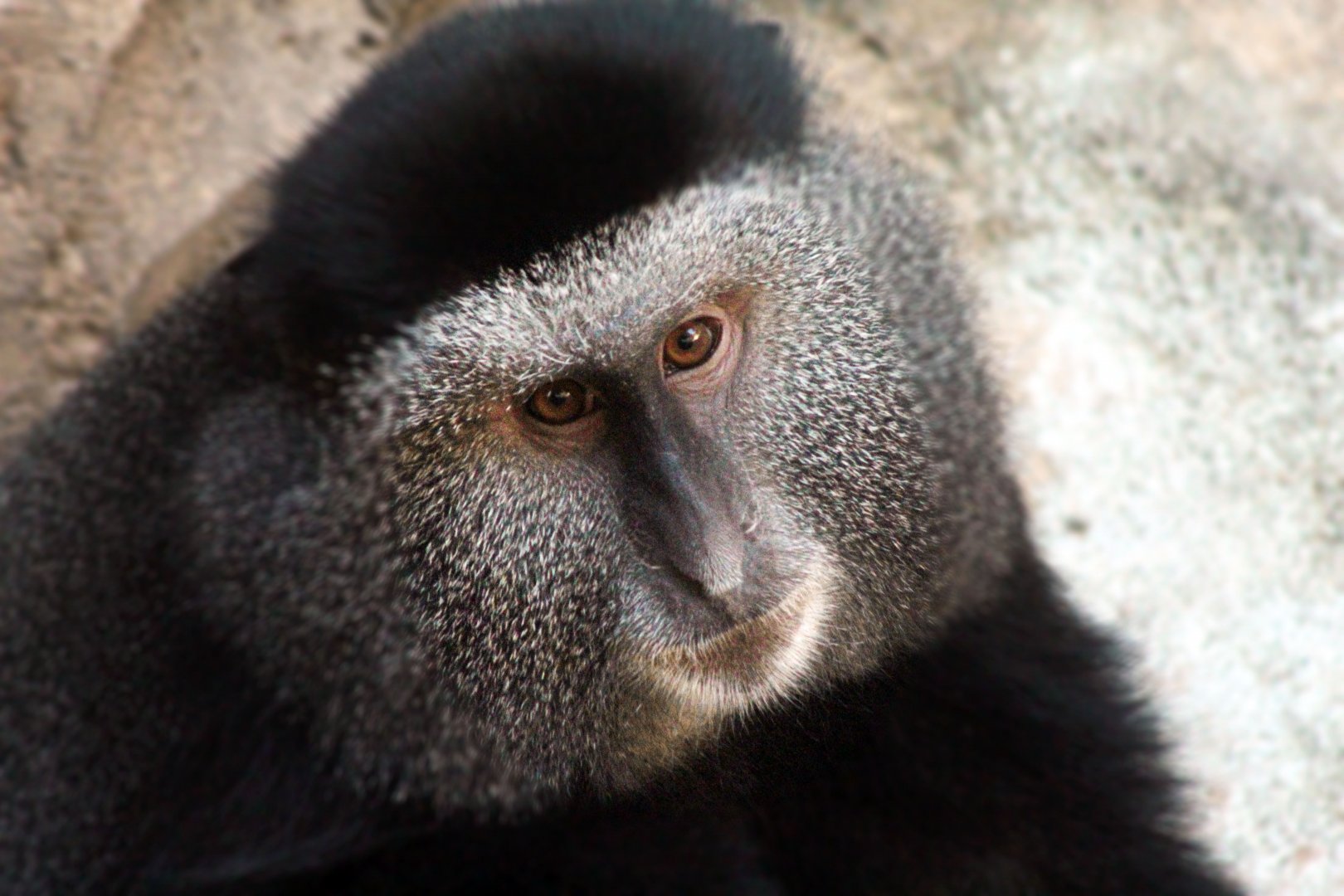 Aug. 2020 - Hubbard Gorilla Valley - Blue Monkey