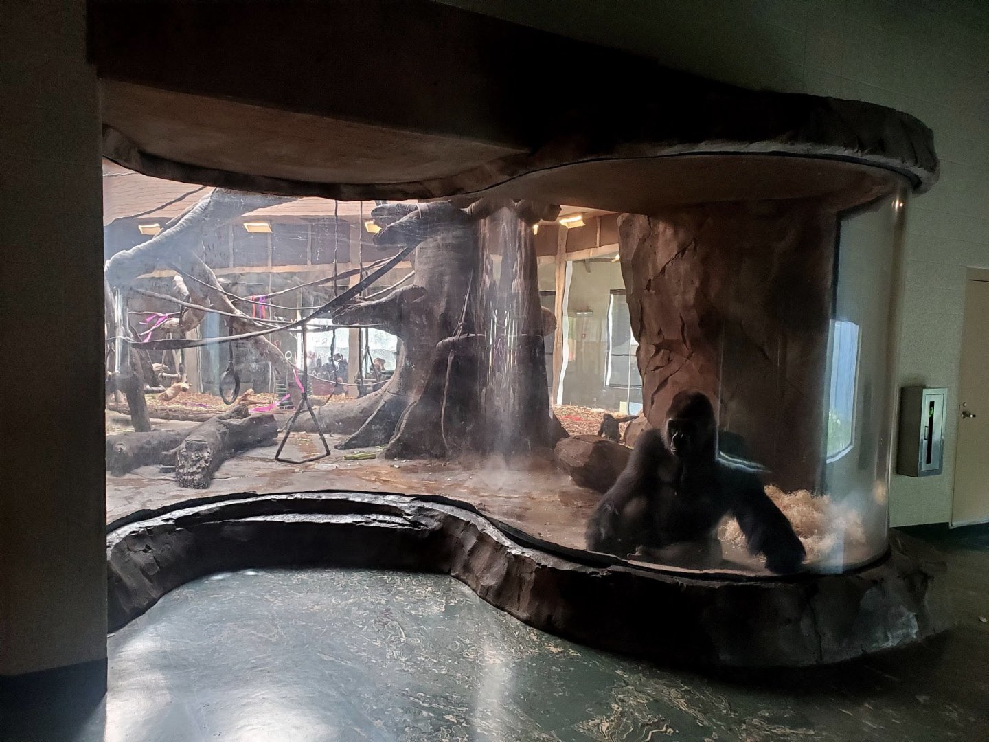 Aug. 2020 - Hubbard Gorilla Valley - Indoor Gorilla Exhibit