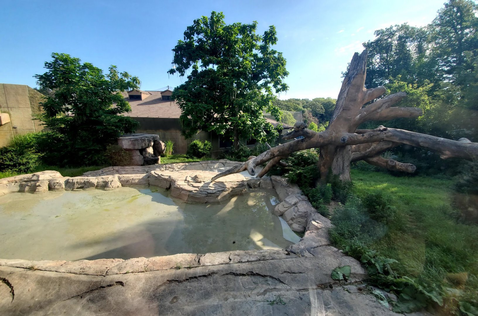 Aug. 2020 - Hubbard Gorilla Valley - Main Gorilla Exhibit