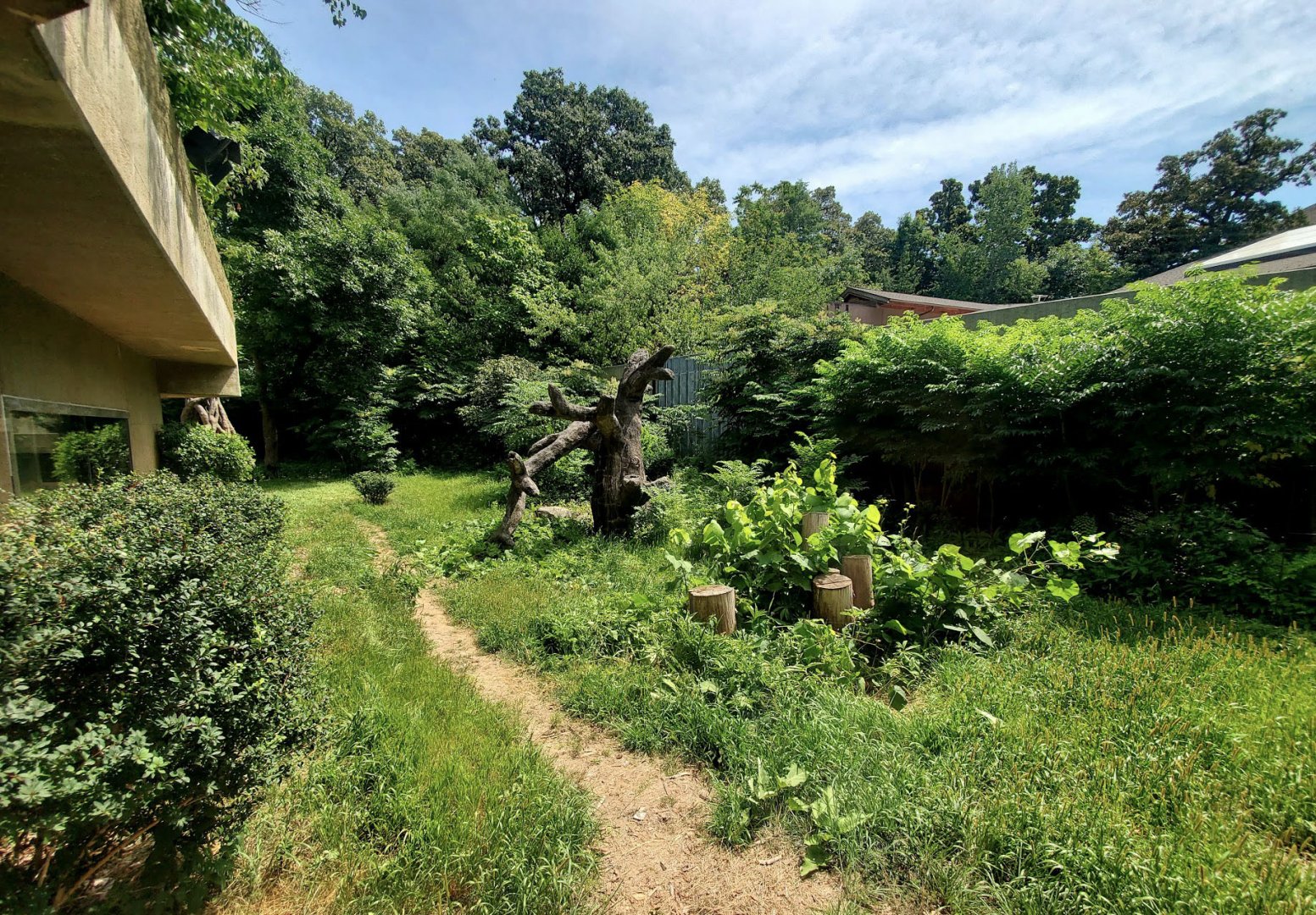 Aug. 2020 - Hubbard Gorilla Valley - Main Gorilla Exhibit