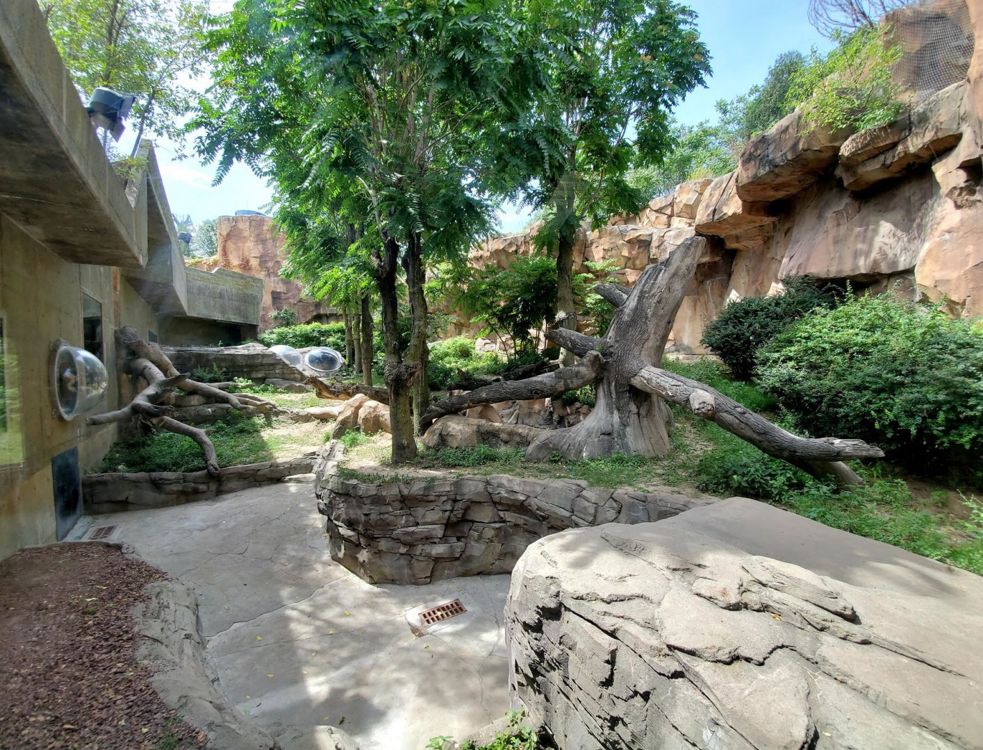 Aug. 2020 - Hubbard Gorilla Valley - Middle Gorilla Exhibit