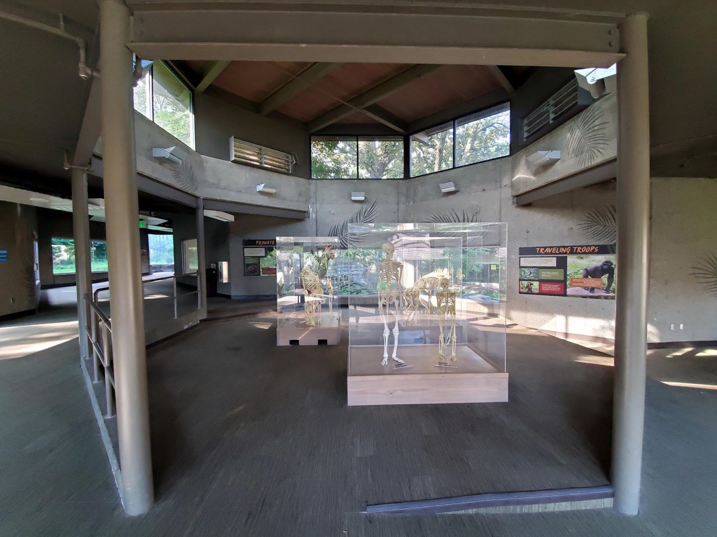 Aug. 2020 - Hubbard Gorilla Valley - Primate Skeletal Display