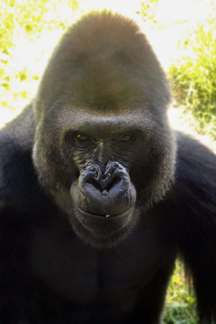 Aug. 2020 - Hubbard Gorilla Valley - Tatu
