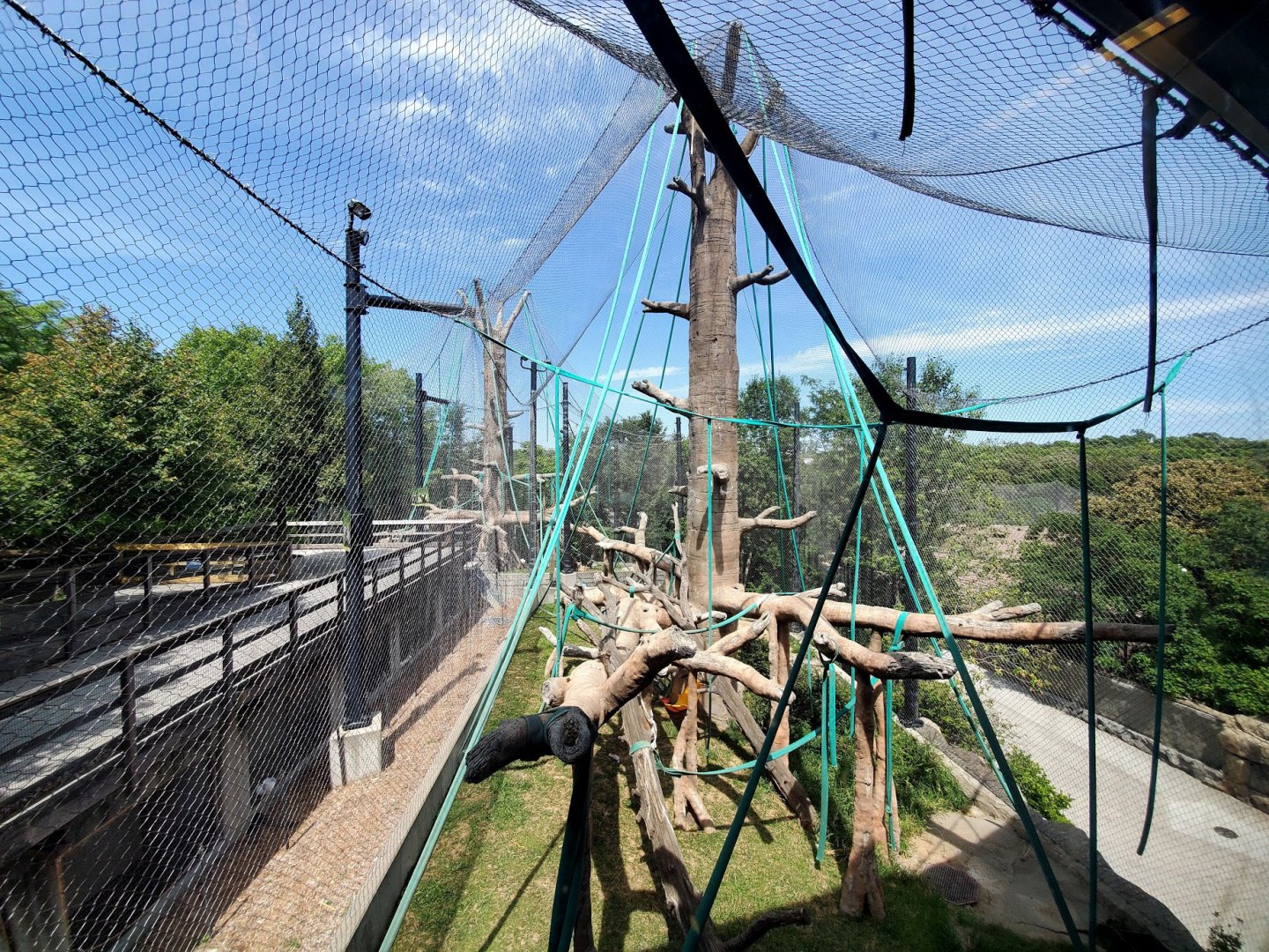 Aug. 2020 - Hubbard Orangutan Forest - Bornean Orangutan/Francois' Langur + Orangutan/Siamang Exhibits