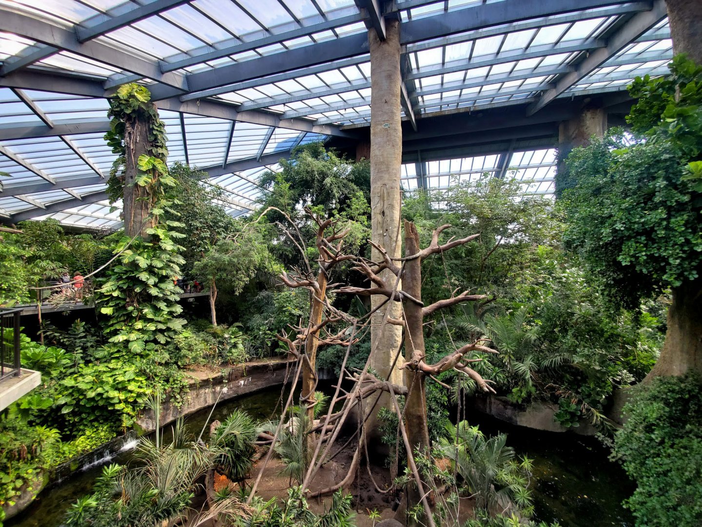 Aug. 2020 - Lied Jungle - African Exhibit (5 Species)