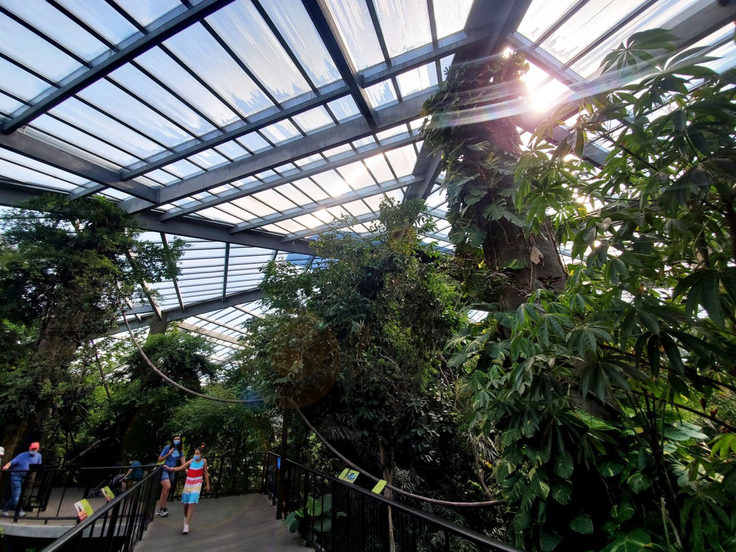 Aug. 2020 - Lied Jungle - Asia (General View)