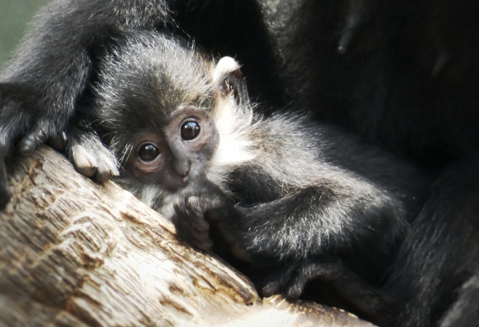 Aug. 2020 - Lied Jungle - Baby Francois' Langur