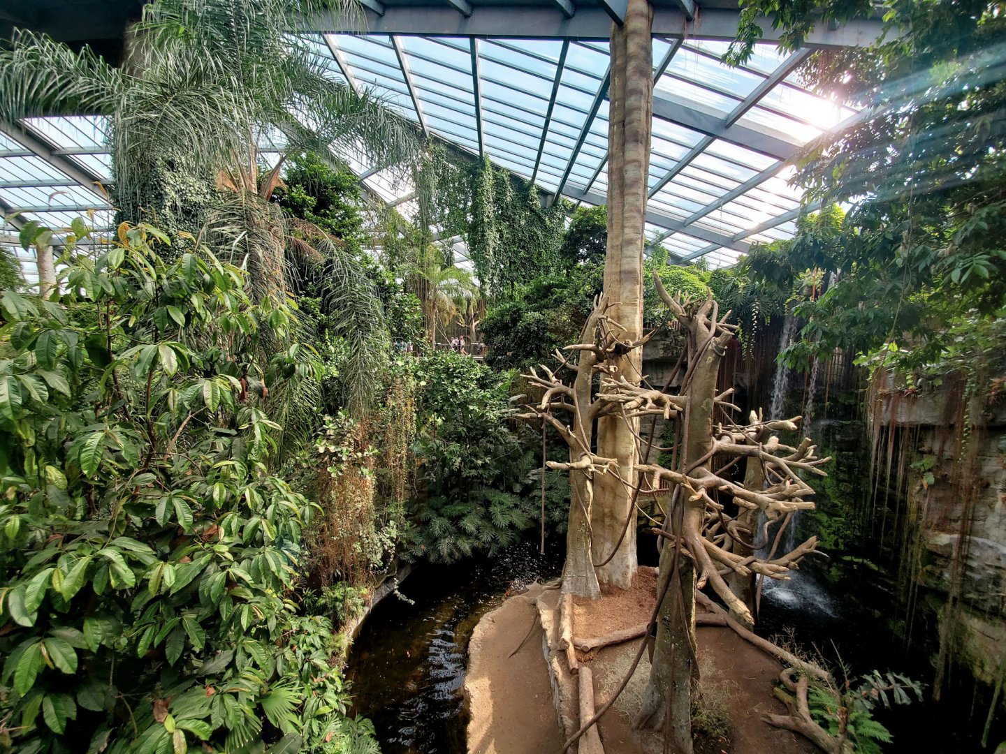 Aug. 2020 - Lied Jungle - Black Howler/Malayan Tapir Exhibit