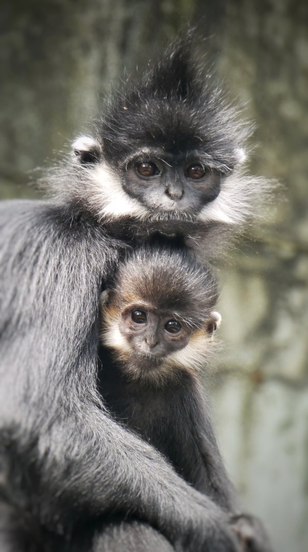 Aug. 2020 - Lied Jungle - Francois' Langurs