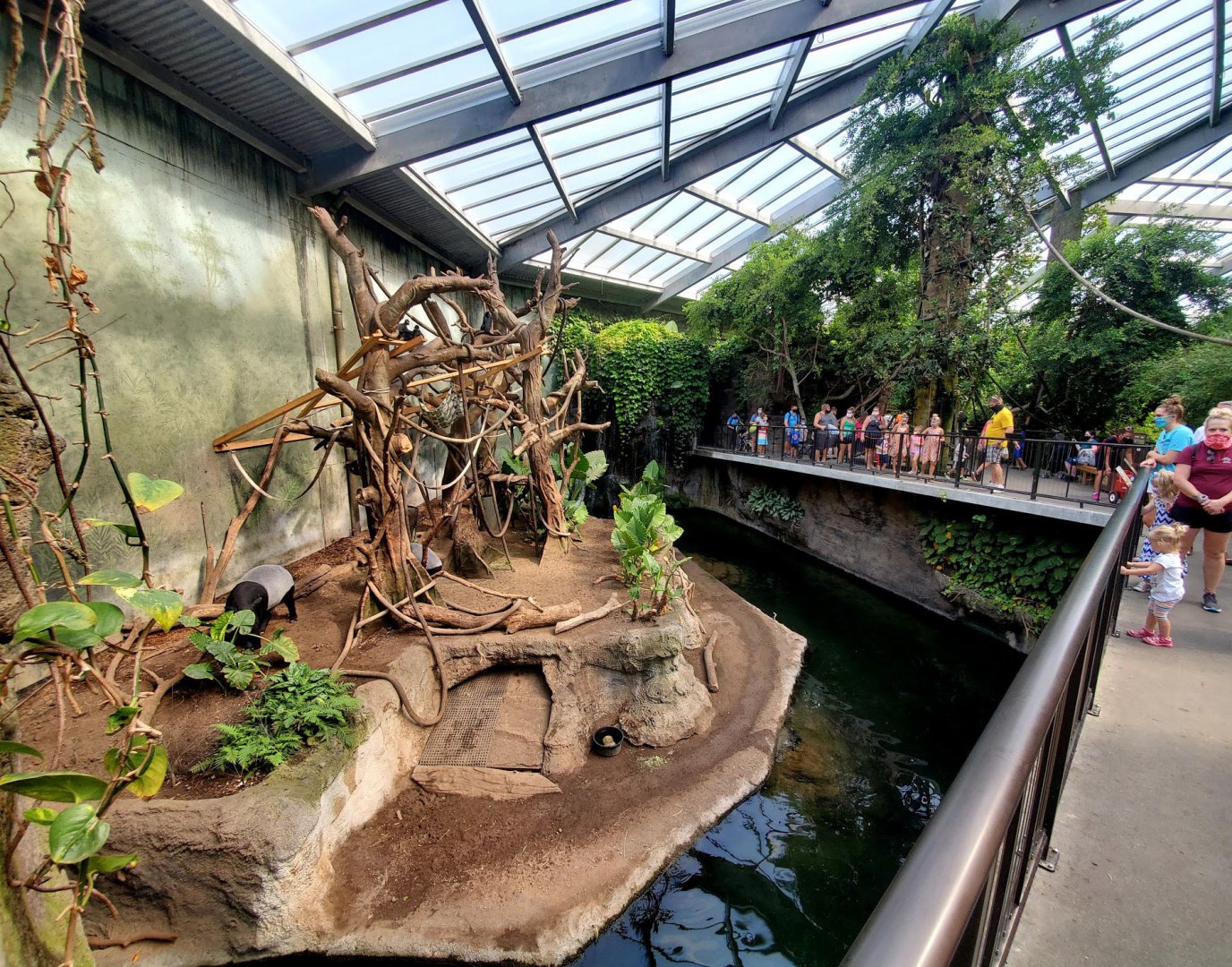 Aug. 2020 - Lied Jungle - Malayan Tapir/Francois' Langur Exhibit