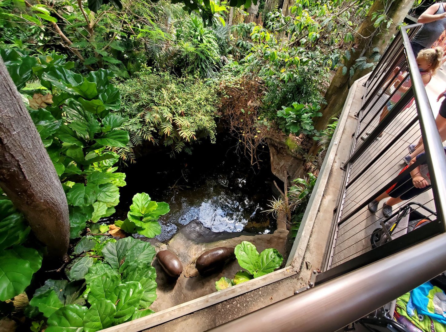Aug. 2020 - Lied Jungle - Right Pygmy Hippo Exhibit