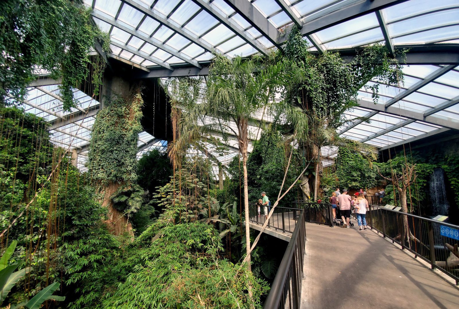 Aug. 2020 - Lied Jungle - South America (General View)