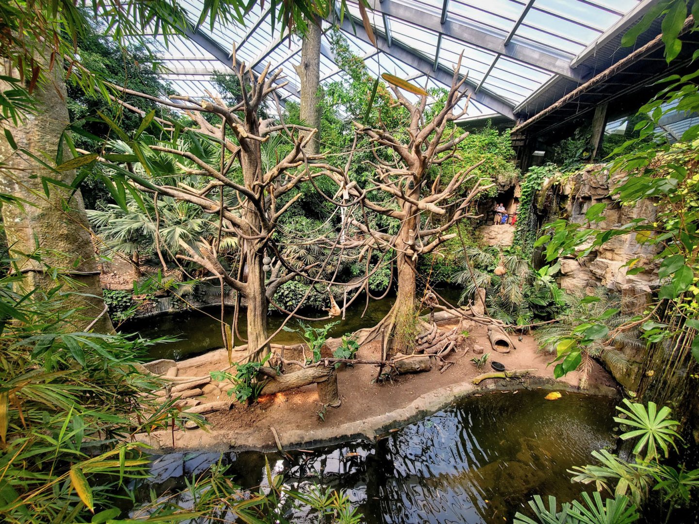 Aug. 2020 - Lied Jungle - White-handed Gibbon/Indian Crested Porcupine Exhibit