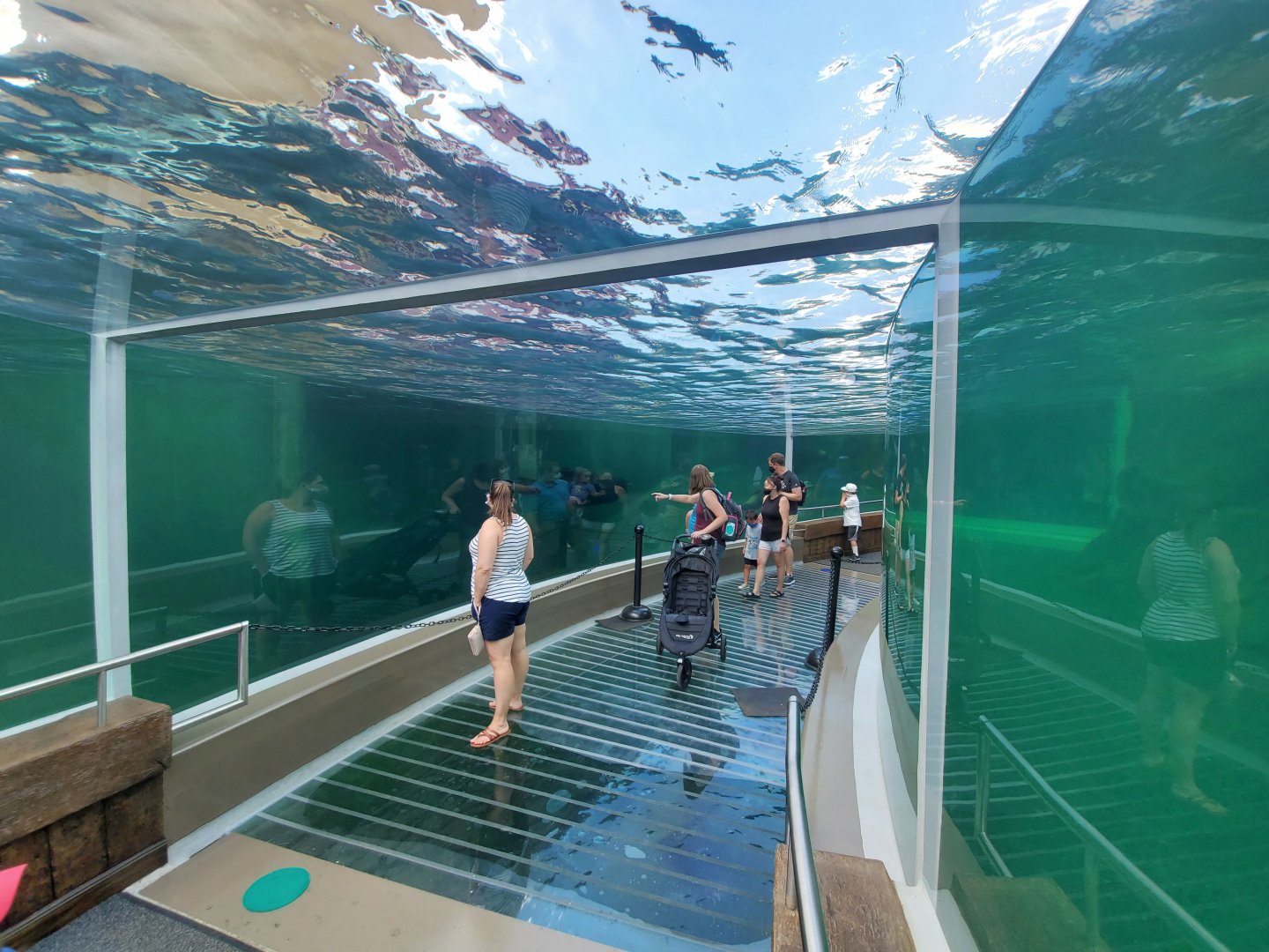 Aug. 2020 - New! Adventure Cove - Left Sea Lion Exhibit Tunnel