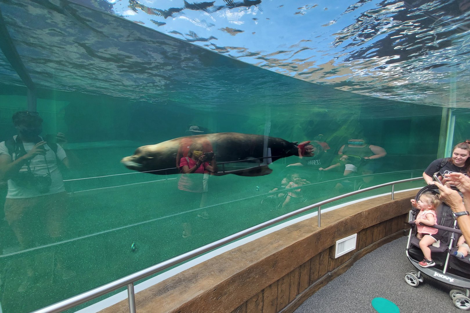 Aug. 2020 - New! Adventure Cove - Sea Lion Tunnel