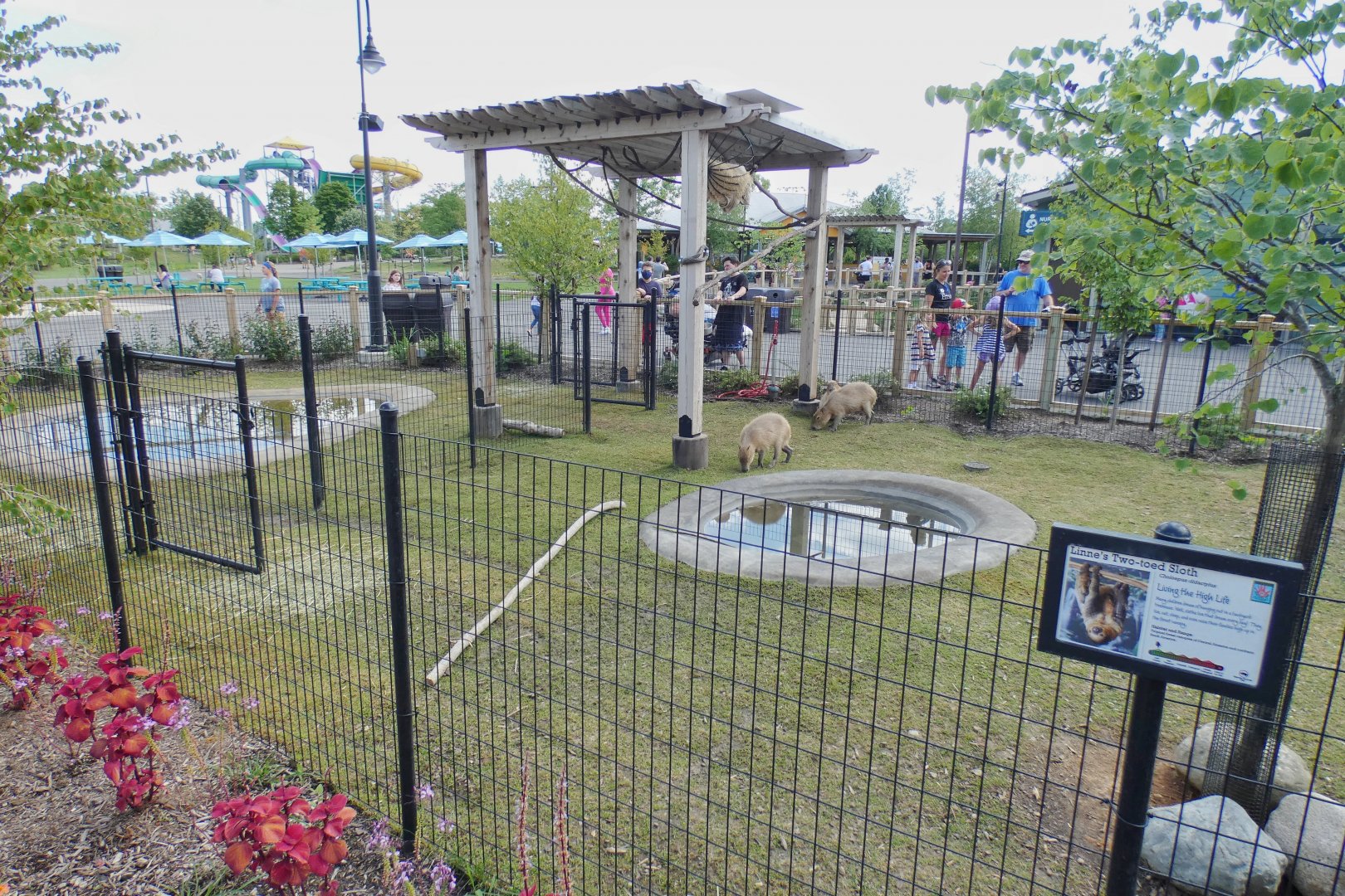 Aug. 2020 - New! Animal Encounters Village - Capybara/Linne's Two-toed Sloth Exhibit