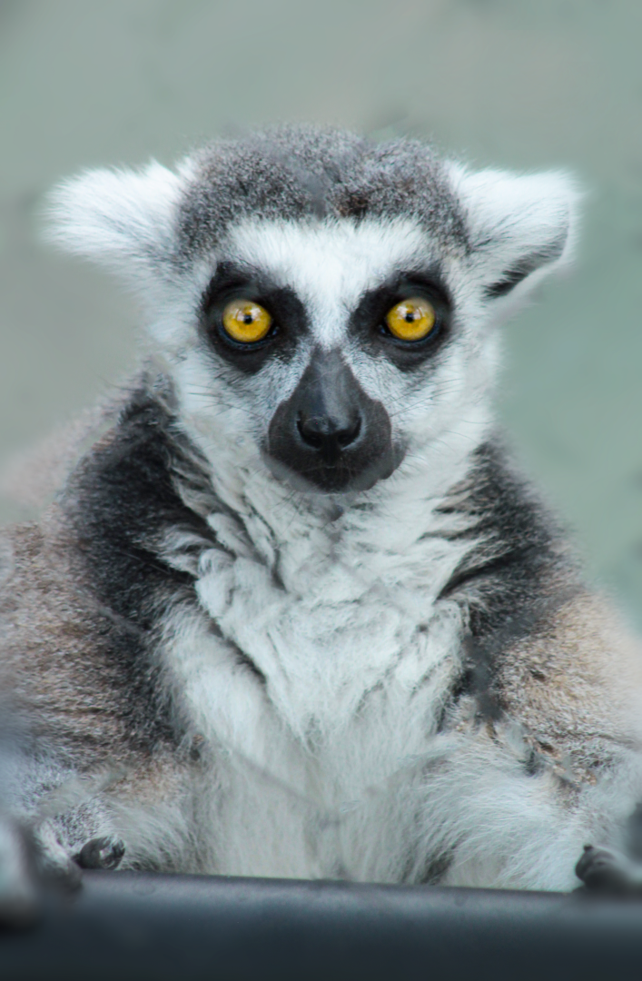 Aug. 2020 - New! Animal Encounters Village - Ring-tailed Lemur